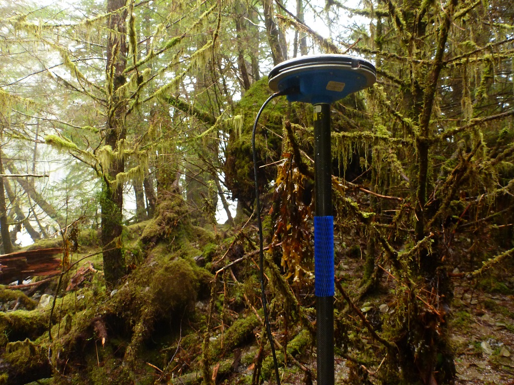 algues dans les arbres